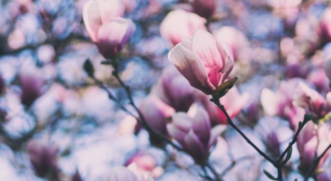 Il ruolo della magnolia nelle terapie bio-naturali nei tumori umani