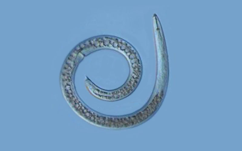 Roundworm per gli studi di autophagy