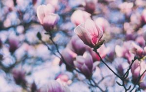ruolo magnolia