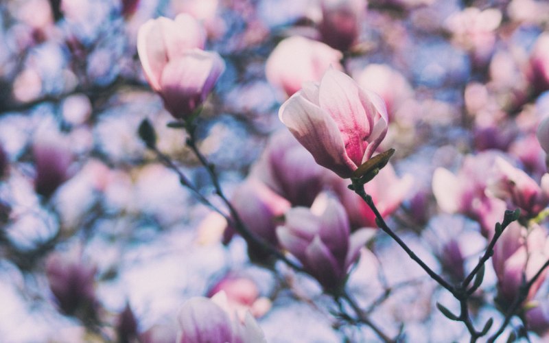 Il ruolo della magnolia nelle terapie bio-naturali nei tumori umani