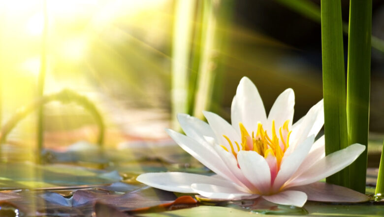 Le proprietà terapeutiche del fiore di loto